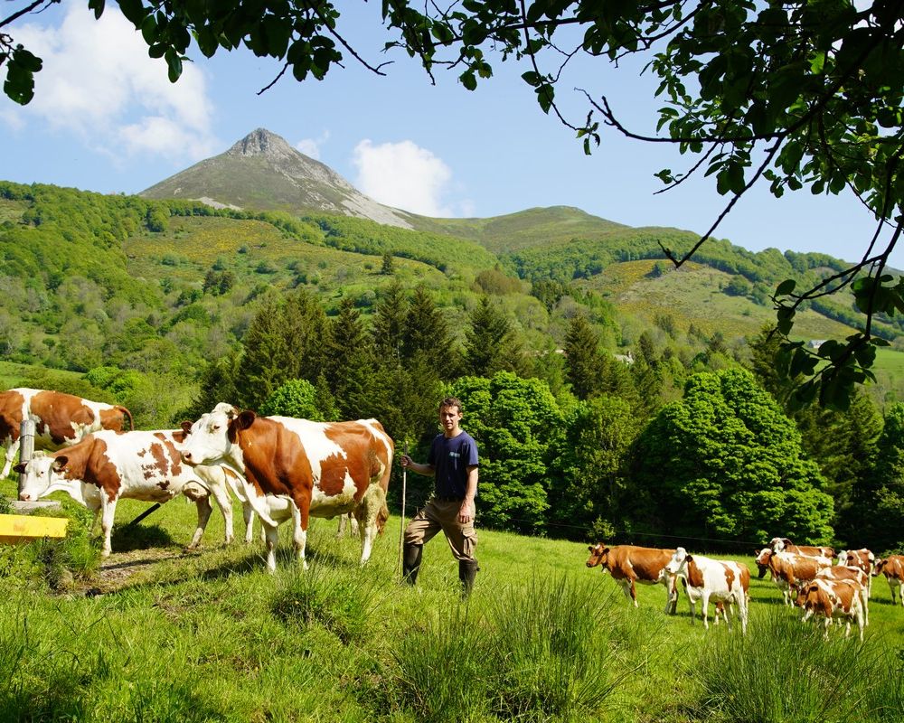 A Saint-Jacques-des-Blats, à la Ferme du Griou, Anais et Sylvain élèvent 30 vaches laitières de race Montbéliarde. La moitié de leur production de lait est transformée en Cantal fermier.